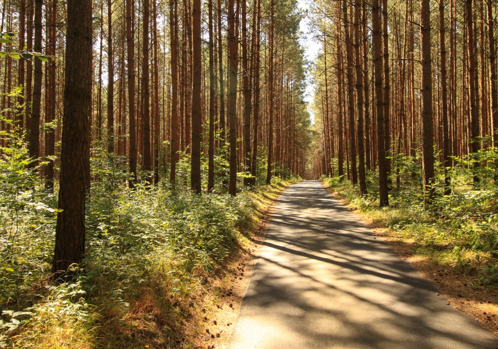 Saint Vincent de Paul